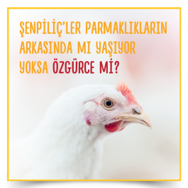 enpili'ler parmaklklarn arkasnda m yayor yoksa zgrce mi ?