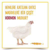 Yemlere Katlan Katk Maddeleri Bir eit Hormon Mudur?