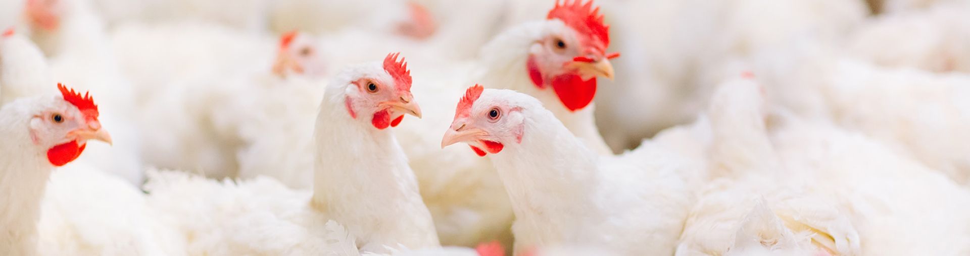 ciftlikten sofraya uzmanlara soralim pilicler 45 gunde nasil ye